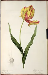 Tulipa gesneriana dracontia, de 
