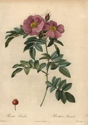 Rose violette de Virginie, Rosa virginiana