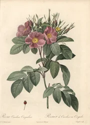 Rosier de Virginie, fleurs sombres - Eau-forte de Langlois, d