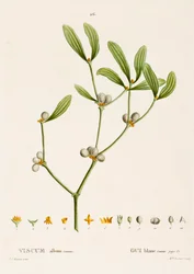 Viscum album L. Gui, vers 1800-1830