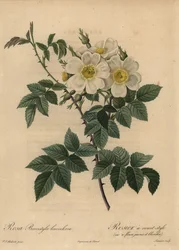 Églantier blanc, Rosa stylosa