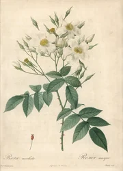 Fleurs blanches musquées - Eau-forte de Chapuy, d