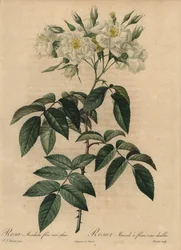 Rose musquée blanche, Rosa moschata