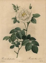 Rose blanche, Rosa alba flore pleno, Rosier blanc ordinaire