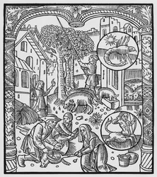 Novembre, tuer le cochon et récolter des glands, Scorpion, illustration de l