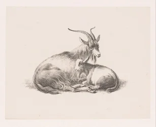 Bouquetin et une chèvre