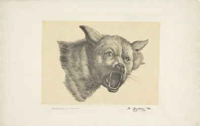 Tête de loup ou de chien