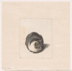 Chat assis, vu de face