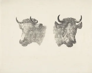 Deux têtes de taureaux
