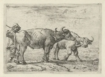 Deux buffles et un berger