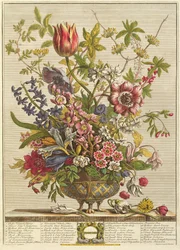 Février, tiré de «Douze mois de fleurs» de Robert Furber (vers 1674-1756), gravé par Henry Fletcher