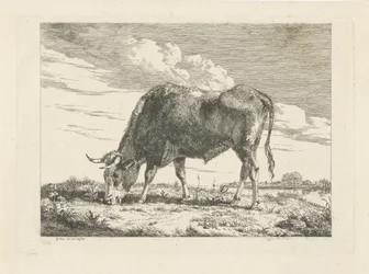 Vache broutant