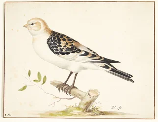 Un bruant des neiges (plectrophenax nivalis)