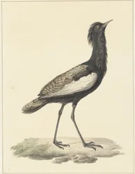 Outarde houbaropsis bengalensis