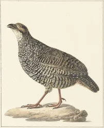 Francolin chinois (Excalfactoria chinensis)