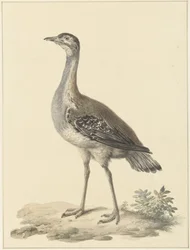 Outarde de Denham (Neotis denhami)