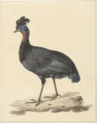 Pintade huppée