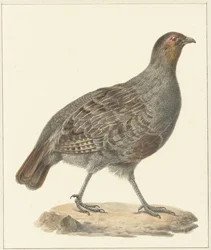 Perdrix
