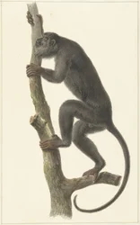 Hurleur noir (Paraguay)