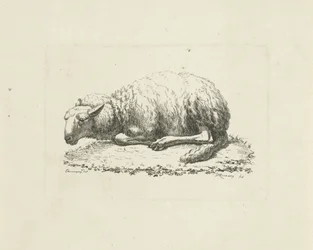 Mouton couché