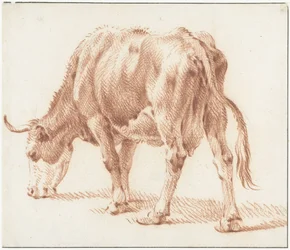 Vache broutant, vers la gauche