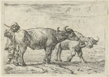 Deux buffles et un berger