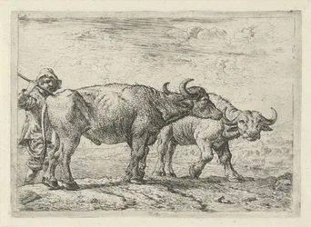 Deux buffles et un berger
