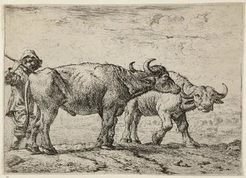 Deux buffles et un berger