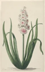 Jacinthe en fleur