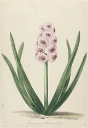 Jacinthe appelée Surpasse Mine d