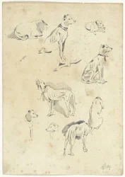 Études de chiens