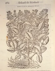 Basilic (Ocymum basilicum), gravure par Pier Andrea Mattioli