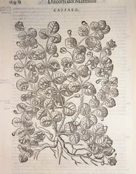 Câprier (Capparis spinosa), gravure par Pier Andrea Mattioli