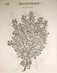 Buis commun (Buxus sempervirens), gravure par Pier Andrea Mattioli