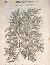 Néflier commun (Mespilus germanica), gravure par Pier Andrea Mattioli