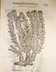 Orpin rose (Rhodiola rosea), gravure de Pier Andrea Mattioli