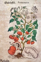 Herbier : représentation botanique de Pomum aureum représentant un plant de tomate (Caulis floridus). Gravure dans «Kreutterbuch des Hochgelehrten und weitberühmten Herrn D. Petri Andreae Matthioli» par Pietro Andrea Mattioli (Matthioli)