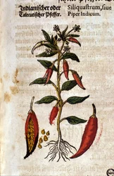 Poivre indien. Gravure - dans « Kreutterbuch Dess Hochgelehrten unnd weitberuhmten Herrn D. Petri Andreae Matthioli » par Pietro Andrea Mattioli (1500-1577). Francfort
