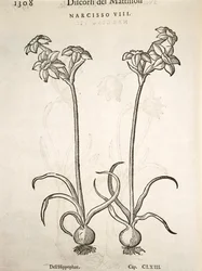 Narcisse, gravure par Pier Andrea Mattioli