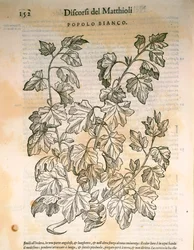 Peuplier (Populus), gravure de Pier Andrea Mattioli