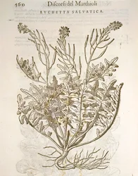 Roquette (Eruca sativa), gravure par Pier Andrea Mattioli