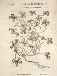 Joubarbe (Semprevivo minore), gravure par Pier Andrea Mattioli