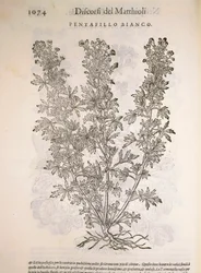 Potentille blanche (Potentilla alba), gravure par Pier Andrea Mattioli