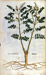 La réglisse. Gravure - dans "Kreutterbuch Dess Hochgelehrten unnd weitberuhmten Herrn D. Petri Andreae Matthioli" par Pietro Andrea Mattioli (Matthiole) (1500-1577). Francfort