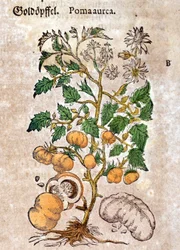 Tomate. Gravure - dans «Kreutterbuch Dess Hochgelehrten unnd weitberuhmten Herrn D. Petri Andreae Matthioli» par Pietro Andrea Mattioli (Matthiole) (1500-1577). Francfort