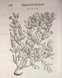 Véritable myrte (Myrtus communis), gravure de Pier Andrea Mattioli