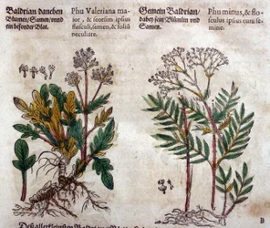 Valériane : deux espèces avec description de la plante
