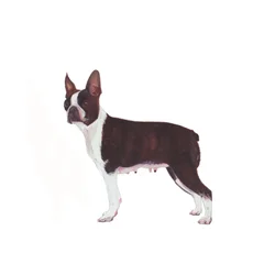 Boston Terrier, 2011 (aquarelle et gouache sur papier)