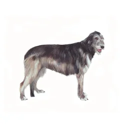Irish Wolfhound, 2011 (aquarelle et gouache sur papier)