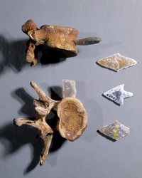 Silex contenant un os préhistorique, Musée des Antiquités nationales